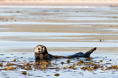 sea otter