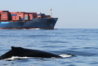 Blue Whales and Cargo Ships: Slowing Down to Protect the Largest Animal ...