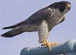 Peregrine falcon